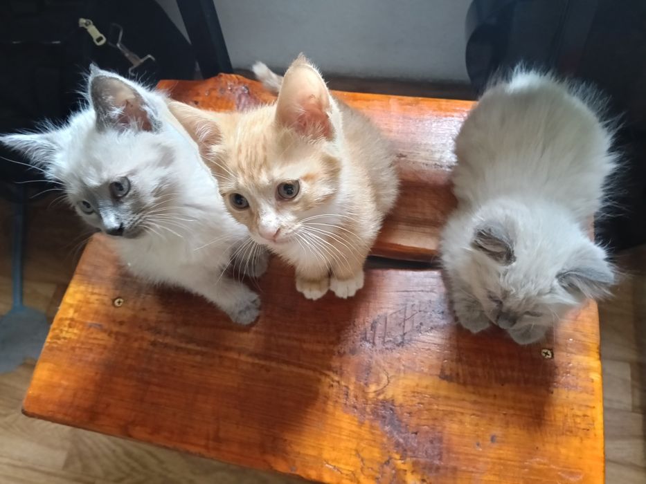 Котята в добрые руки