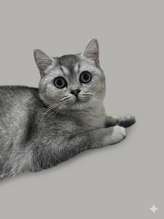 Кот Шиншилла (серебро)