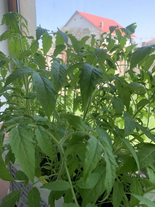 Излишки домашней рассады