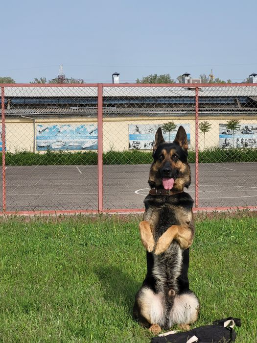 Дрессировка вашего питомца. Инструктор-Кинолог