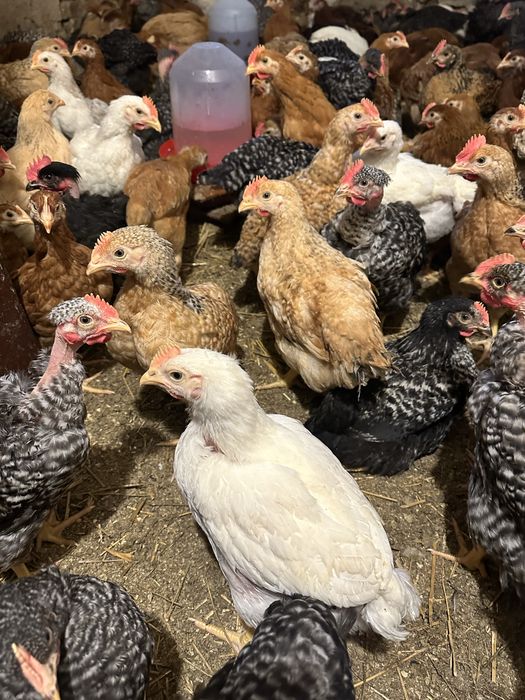 Vând pui de carne, rasă mixtă și pui de curcă!