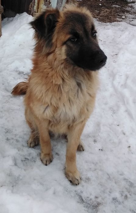 Найденная собака-кабель.