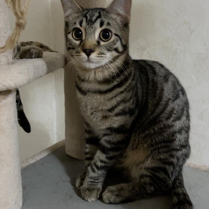 Кошки в хорошие , любящие руки .