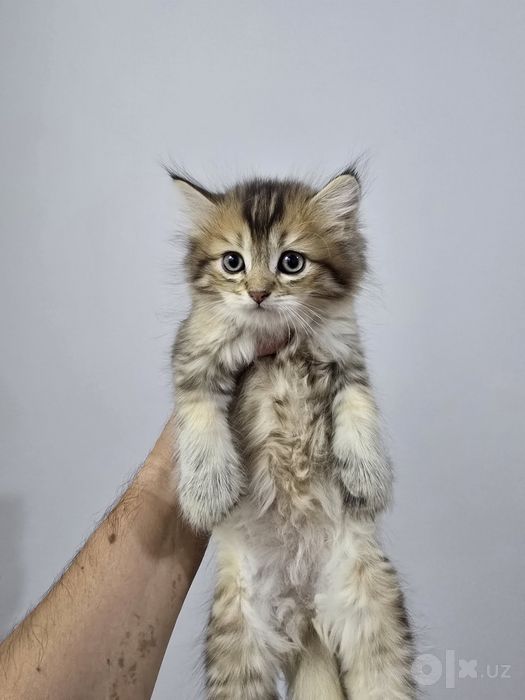 Продаётся котёнка. Британская серебристый шиншилла.