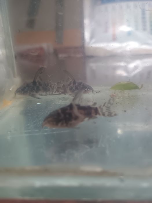 Декоративни риби -Хелер