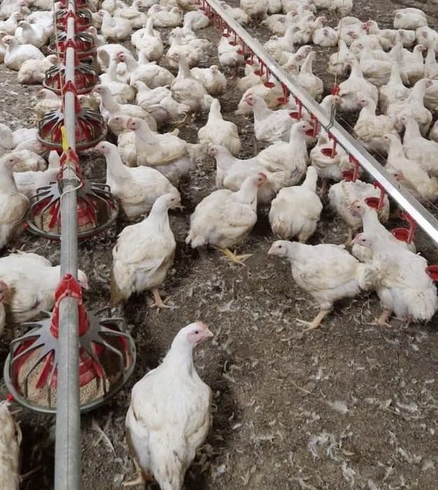 Pui rasa mixta si alb de carne  cu livrare