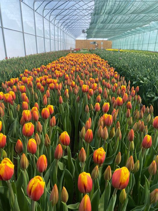 Тюльпаны к 8 марта , прямиком с теплицы!