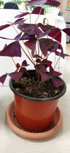 продам кислицу фиолетовую