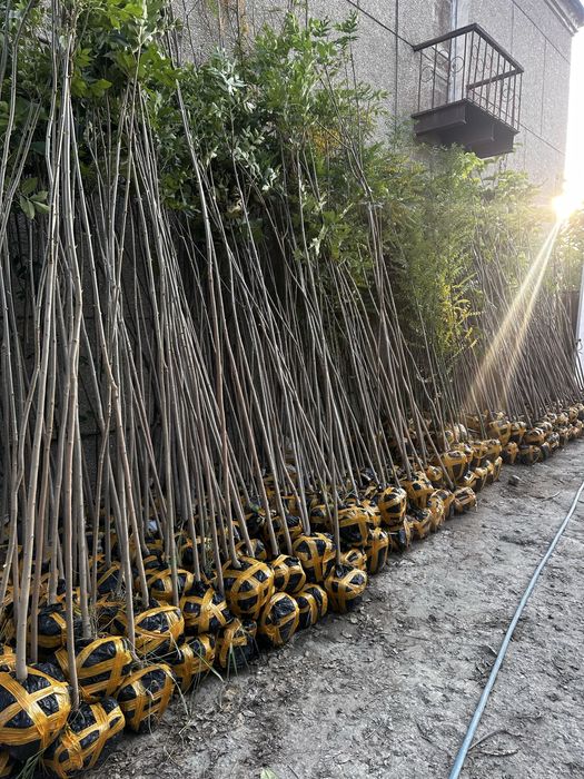 Декоратив растения Каталпа Клён Акация Берёза Лола бор