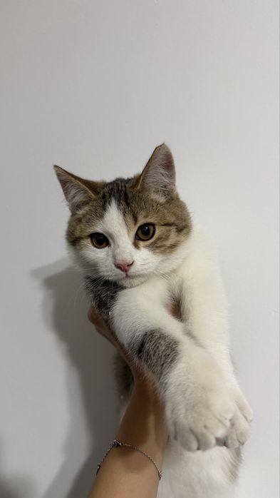 Отдам котенка в добрые руки