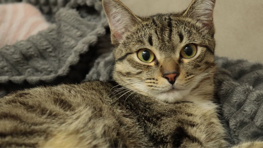 Пропал кот в Каскелене