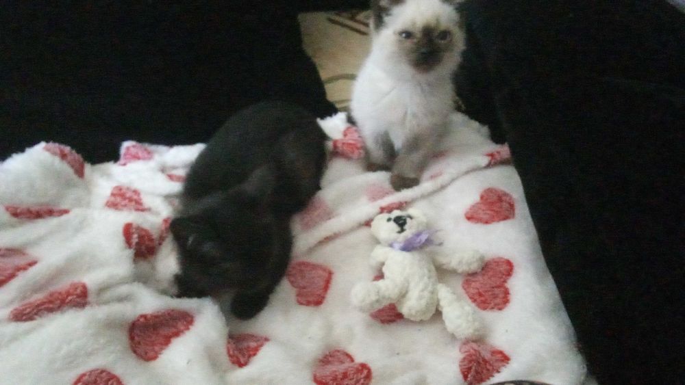 Котята в добрые руки (обе девочки, сестрёнки) к горшку приучены
