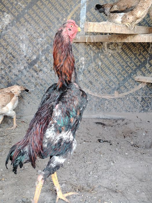 Дакан петух атеш