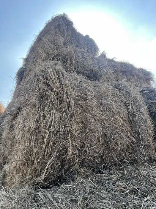 Продам сено в рулонах