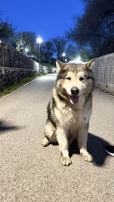 Нашли маламут есентай