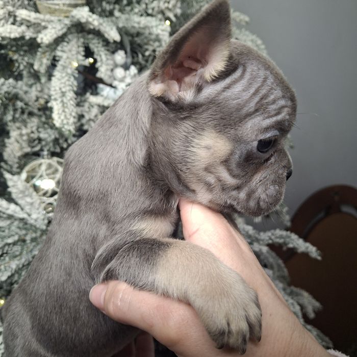 Девочки французского бульдога