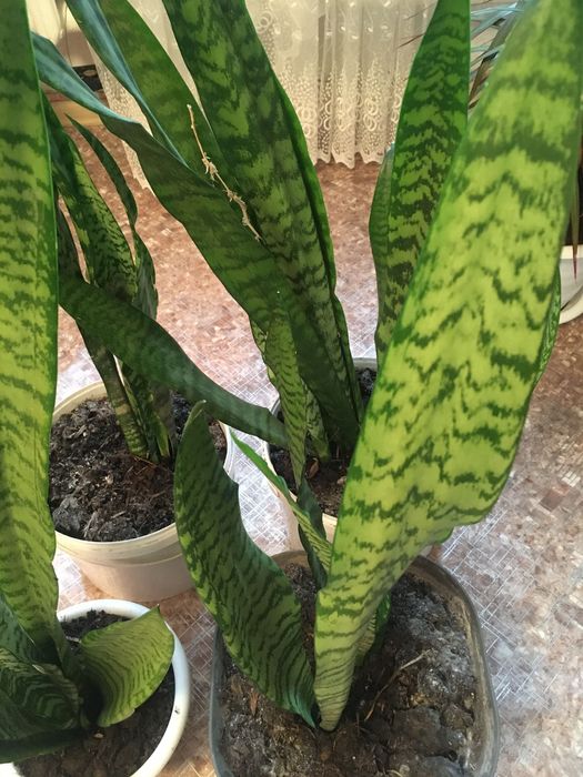 Продам комнатные цветы