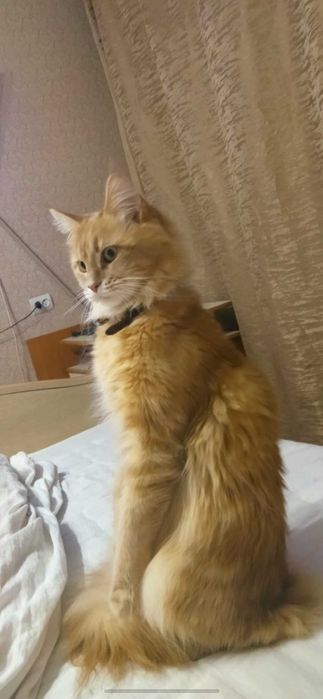 Красивые котята мейн-куны