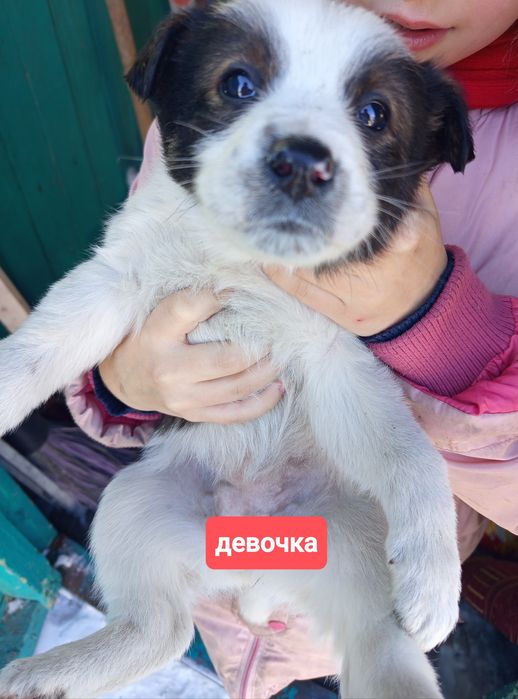 Щенки в добрые руки