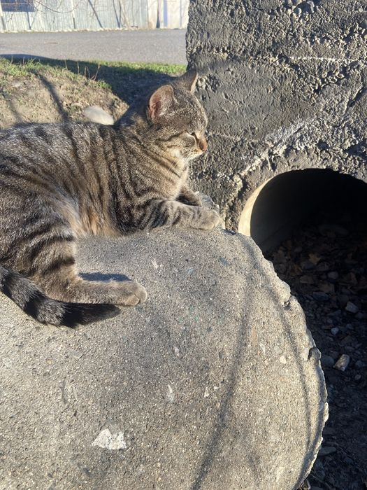 кошка . ласковая