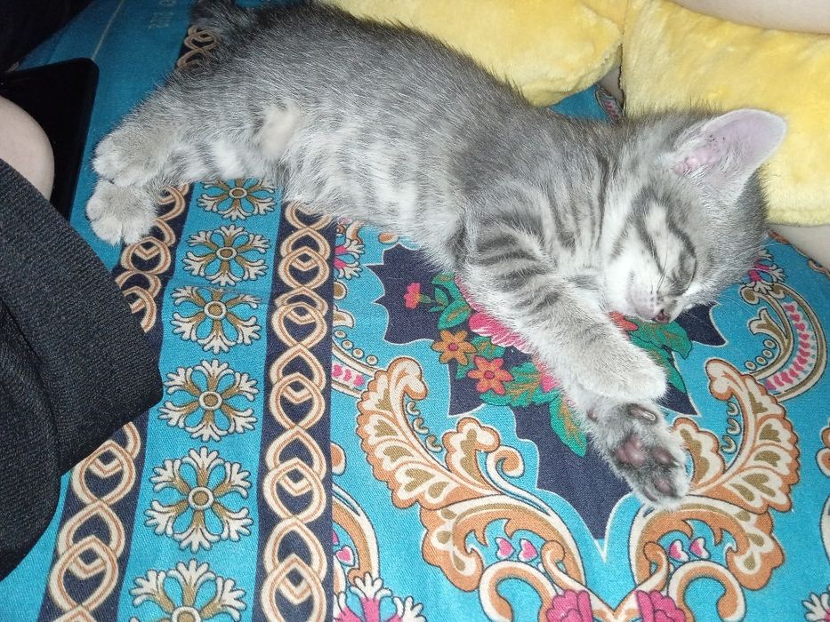 Шотлански котята. Приучены.