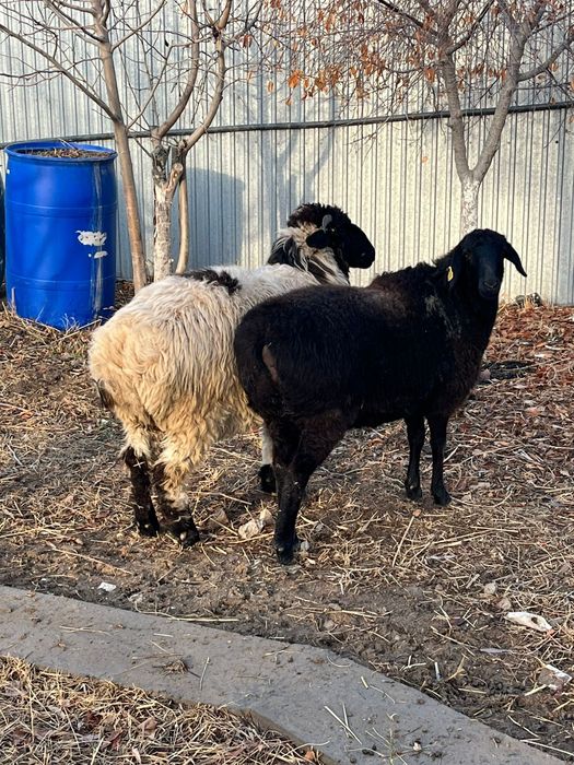 Семіз тұсақ сатылады