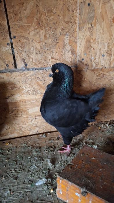 Porumbei kingi de vanzare