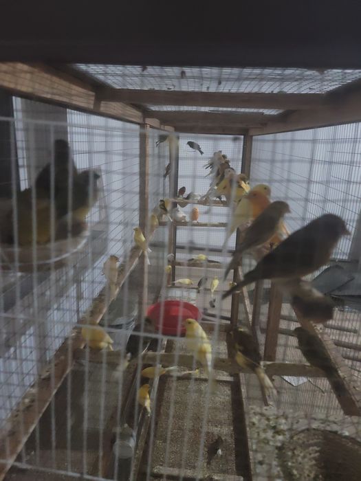 Kanareyka sotiladi 200 000 dan 400 000 gacha har hil turidan bor