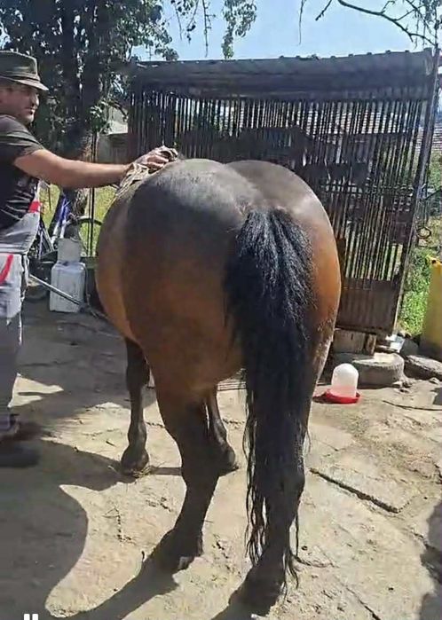 Vând iapa semi grea