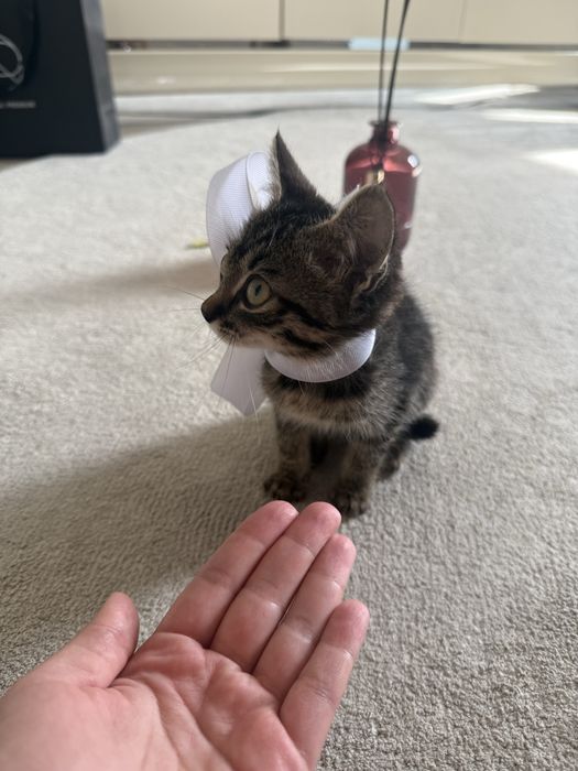 Отдам в добрые руки котенка