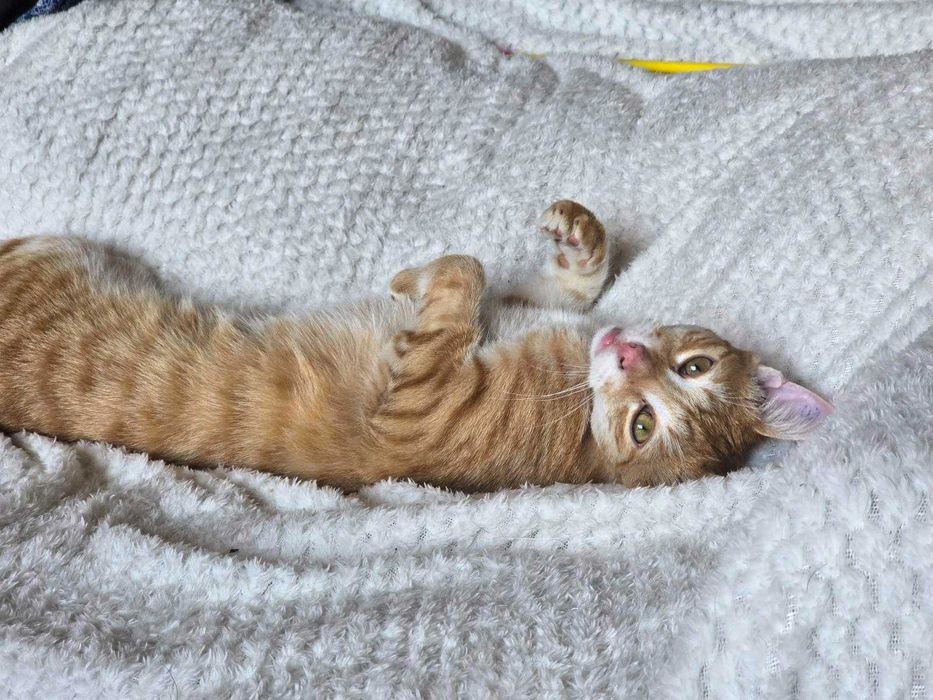 Коте Лъчко отново търси дом