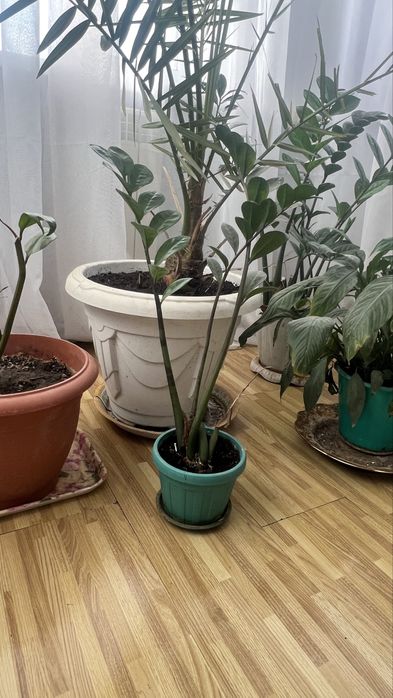 Продам комнатные растение