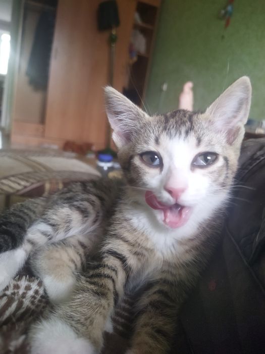 Отдам двухмесячных котят