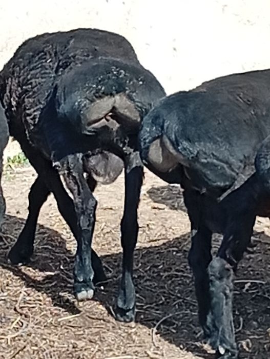 Семыз кошкарлар бар