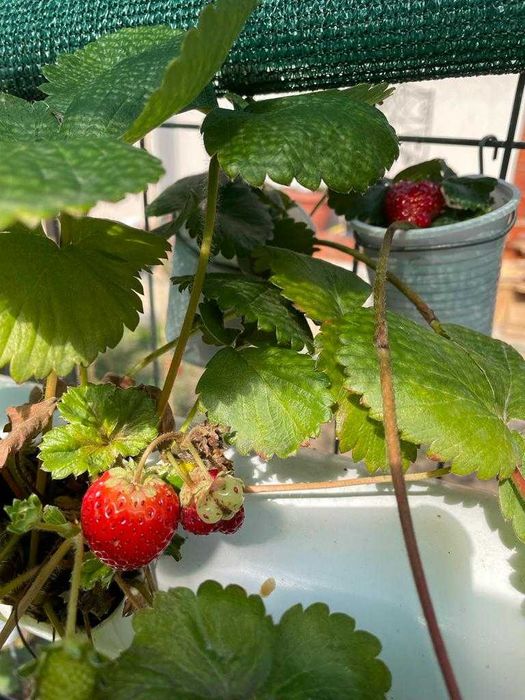 Vand capsuni (plante la ghiveci) soi Albion remontant