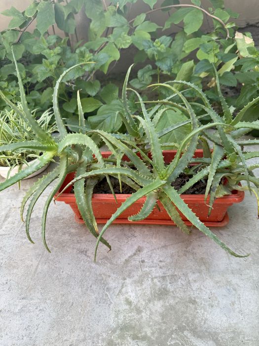 Продам красивое древовидное алоэ