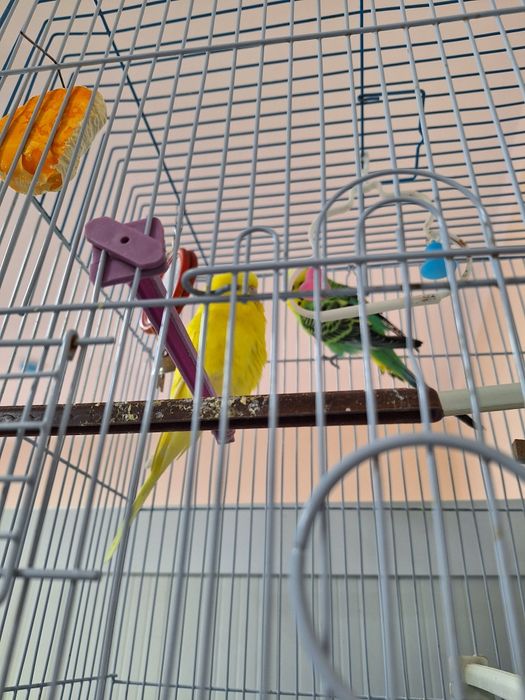 Продаю волнистые попугаи с клеткой за 250 тысяч