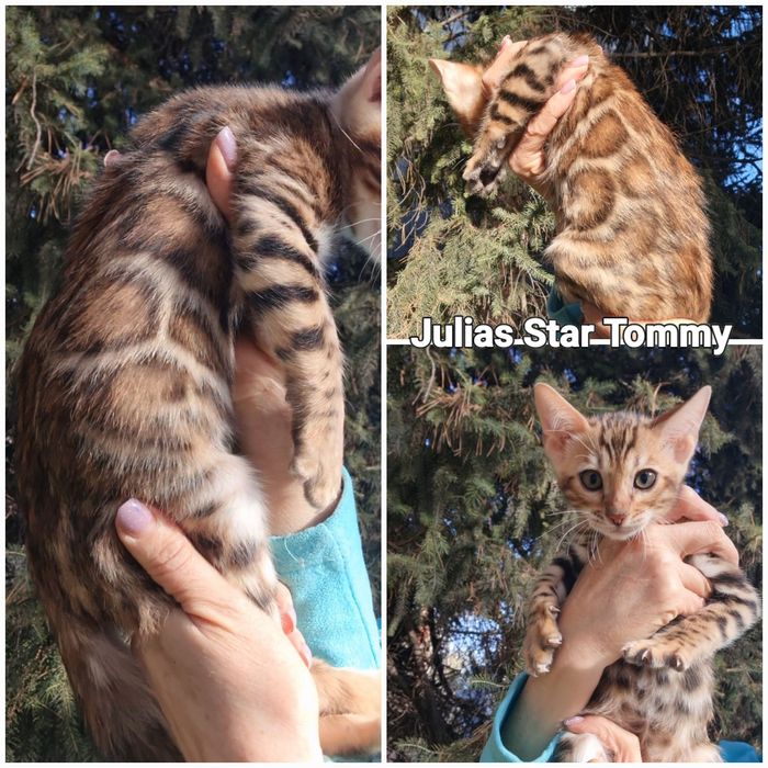 Бенгальские котята