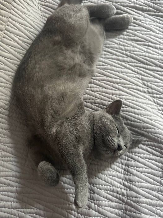 Кошка британская  1год