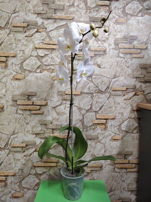 Скидка на орхидеи из Голландии