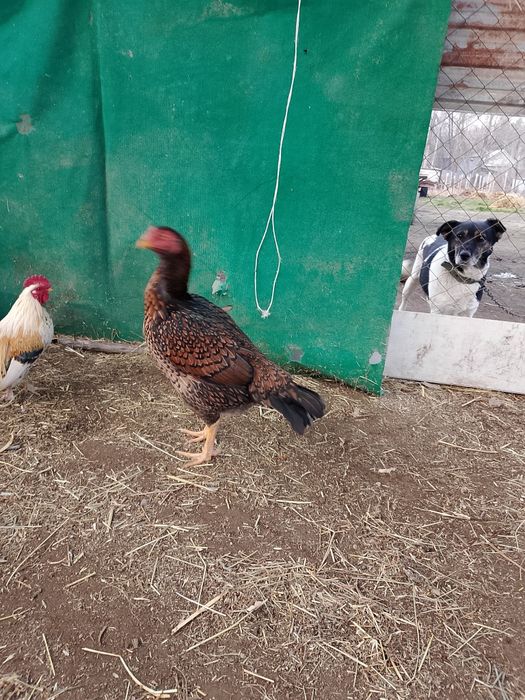 Продам даканку .