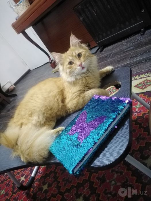 Кот пропал. Вознаграждение