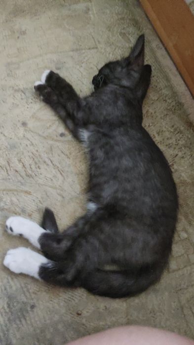 Котёнок мальчик!