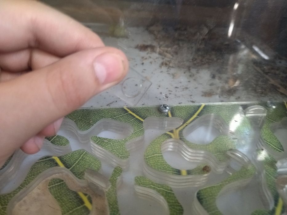 Муравьиная ферма