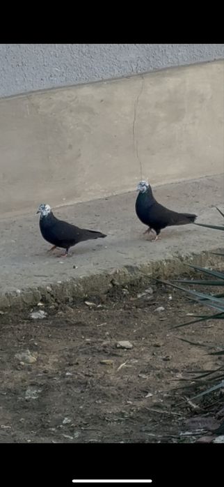 Пара белоголовых