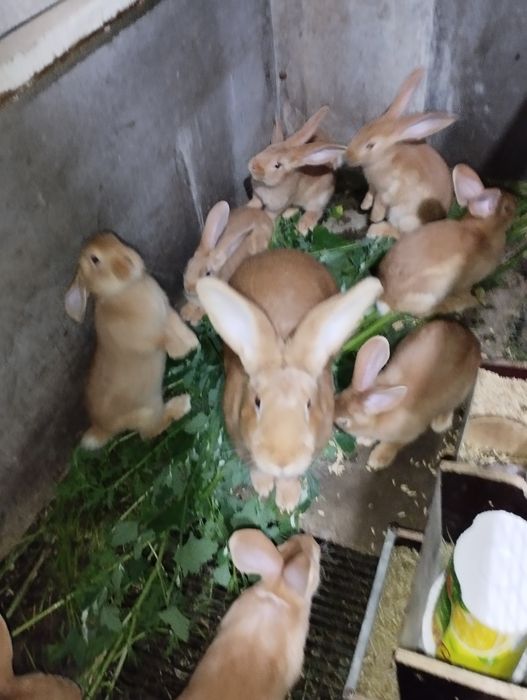 Крольчата Бургундской породы