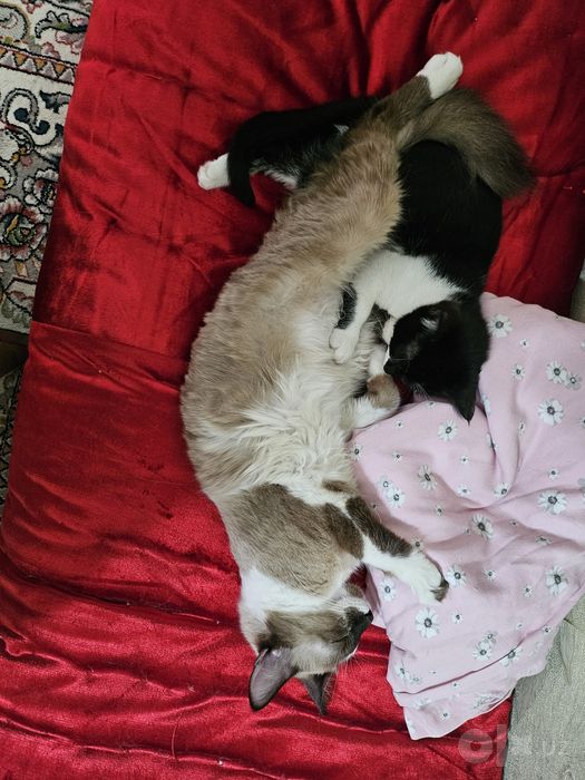 Отдам кошку в хорошие и добрые руки , бесплатно
