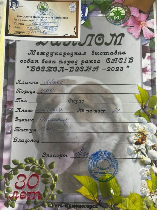 САО кобель для вязки