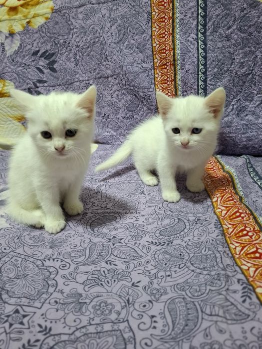 Отдам котят в добрые руки