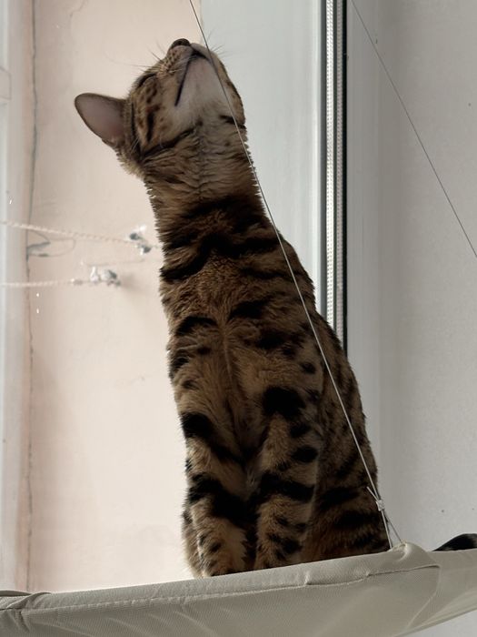 Котята бенгалы, доступны к брони !